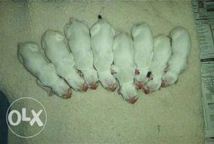 Black and white Dalmatian puppies good breed