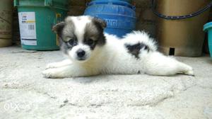 Black and white pomerian puppy she is very cute