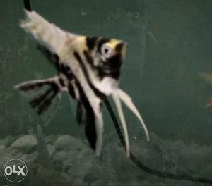 Black angel fish with bowl perfect breed no