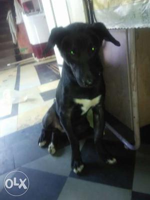 Black cross breed dog 9 months all vaccinated