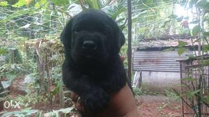 Black lab (3)male puppy 29days old good quality