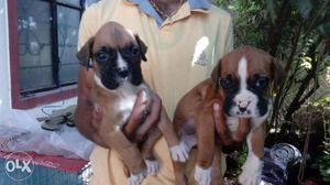 Boxer puppies/dogs for sale find a cute champ in dogs
