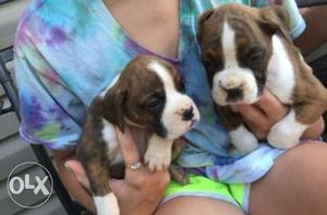 Boxer pups available for sale champian blood line