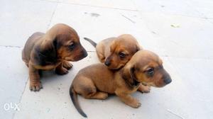Brown And Black Short Coated Female Daschund pup