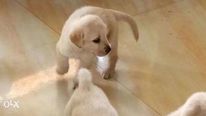 Champion line Labrador puppies available in very low price