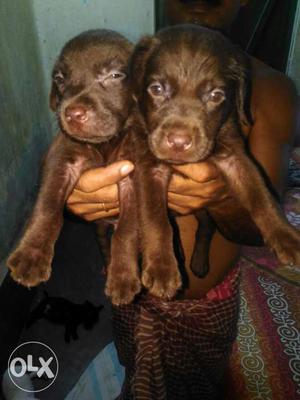 Choklate lab for sell contuct