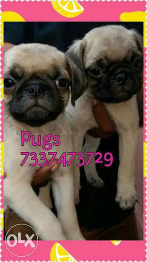 Cute Fawn Pug Puppies available