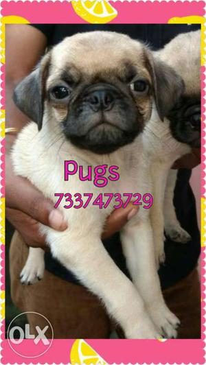 Cute Fawn Pug Puppies available with us