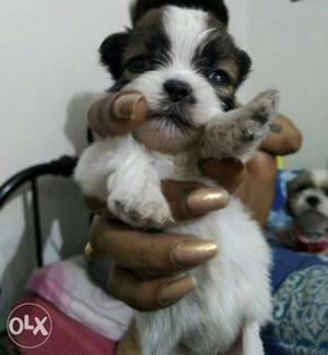 Cute SHIHTZU pups available