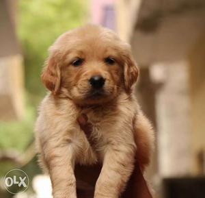 Cute golden retriver pups available