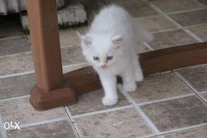 Cute soft coat blue eye persian kitten available