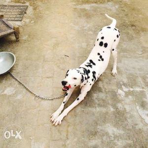 Dalmatian Dog male age 13 month sale and exchange