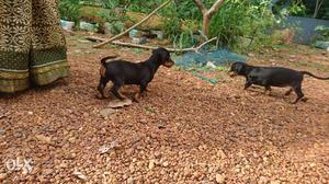 Dash hund puppies Male and female