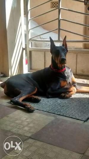 Doberman 1.2 year old male. Show quality breed.