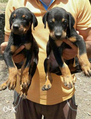 Doberman puppies available all breeds available