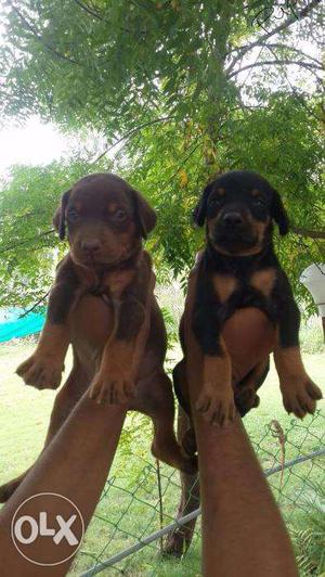 Doberman puppies/dog for sale find a calm and confident bud