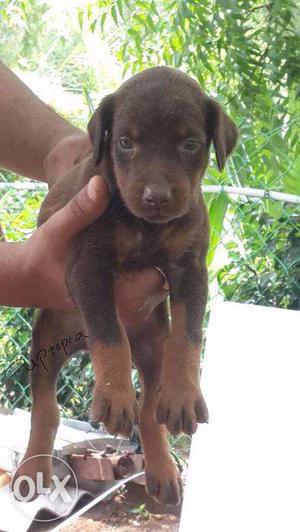 Doberman puppy / dogs for sale find a guard in dogs