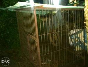 Dog cage Sooper condition 4x4 feet big dog type,