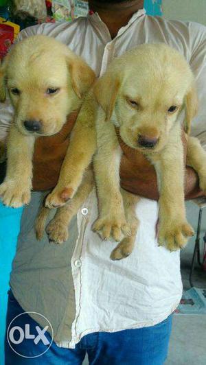 Dog4u. Heavy Labrador pups available