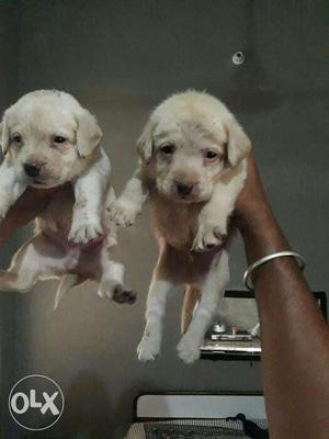 Dog4u. Heavy Labrador pups available4