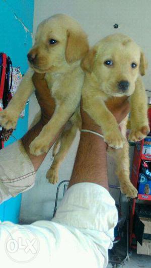 Dog4u.labrador pups quality available for sale