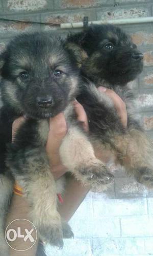 Double coat gsd avilable