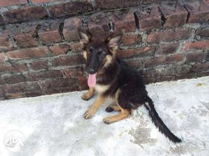 Double coat gsd female puppy show line...pure