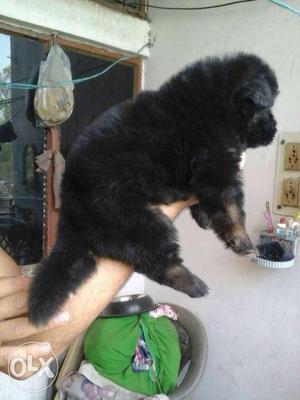 Double coat puppies available of German Shepherd