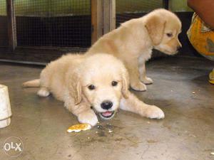 Excellent Pedigree Golden Retrieve puppies avail ~KOLKATA