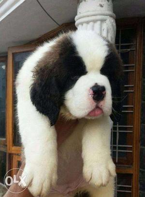 ==FRENCH KENNEL= ST.BERNARD all types of cute and small