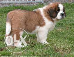 FRENCH KENNEL Show quality st.bernard pupp all types of