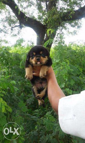 ==FRENCH KENNEL==ROTTWEILER All types of dog breed Puppies