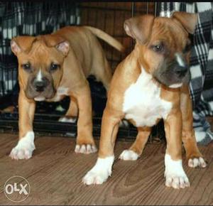 Fawn colour pit bull puppies available for sale