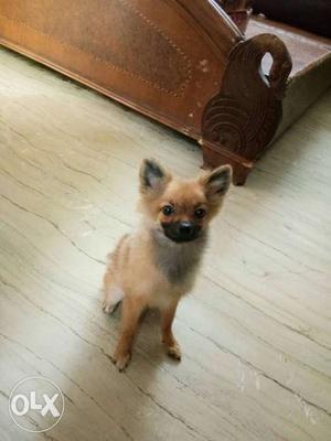 Female culture pom with vaccination card friendly cute