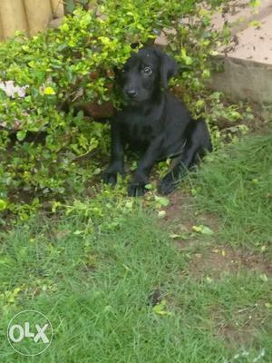 Female labrador 30 days old very active