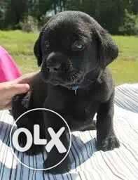 Fffft.Black Labrador Puppy