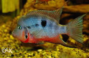 Firemouth chichlid only on 150 rupee pair size- 2
