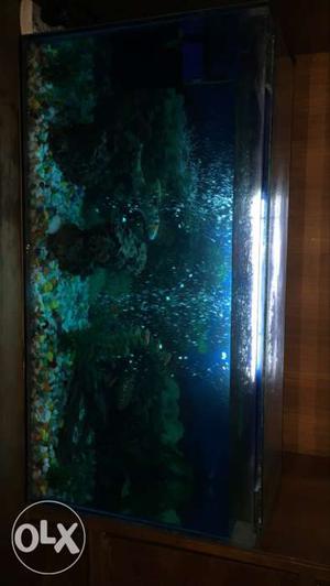 Fish aquarium 1 yr old  ft