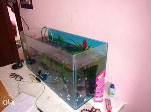 Fish tank new he abhi leya he 10 dayys old