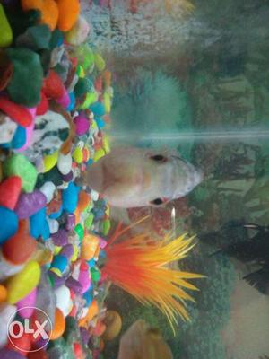 Flower Horn Fish female pink Colour