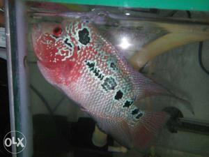 Flowerhorn Red Magma (4 inch size). Great colour