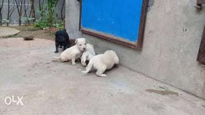 Four Black And White Short-coated Puppies