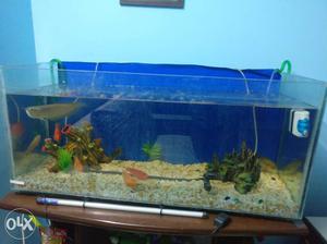 Frameless Fish Tank And Two Orange Pet Fishes