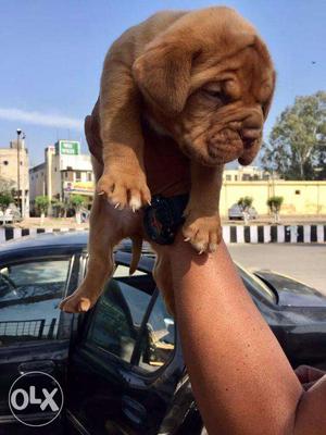 French mastiff puppy / dog for sale find a cuddle buddy in