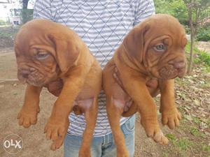 French mastiff puppy / dog for sale find a delightful buddy
