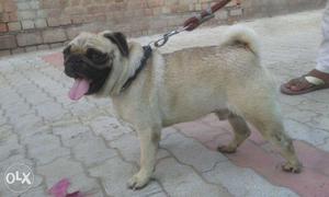 Full Heavy Pug Male Pure Bread Age 16 month