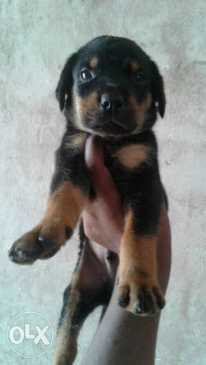 Full healthy Black And Tan Rottweiler 32 days male Puppy for