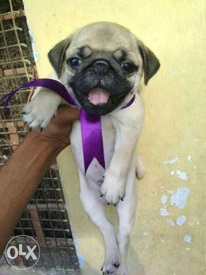 Full wrinkles pug puppies available male and