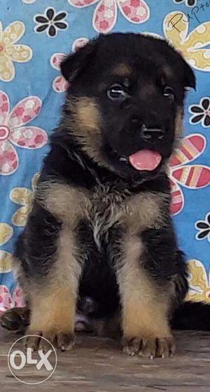 German Shepard puppies/dogs for sale find a flower like bud