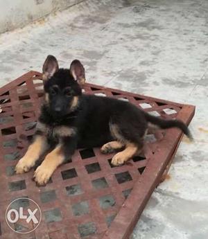 German Shepard puppy/ dogs for sale find a kind heart in